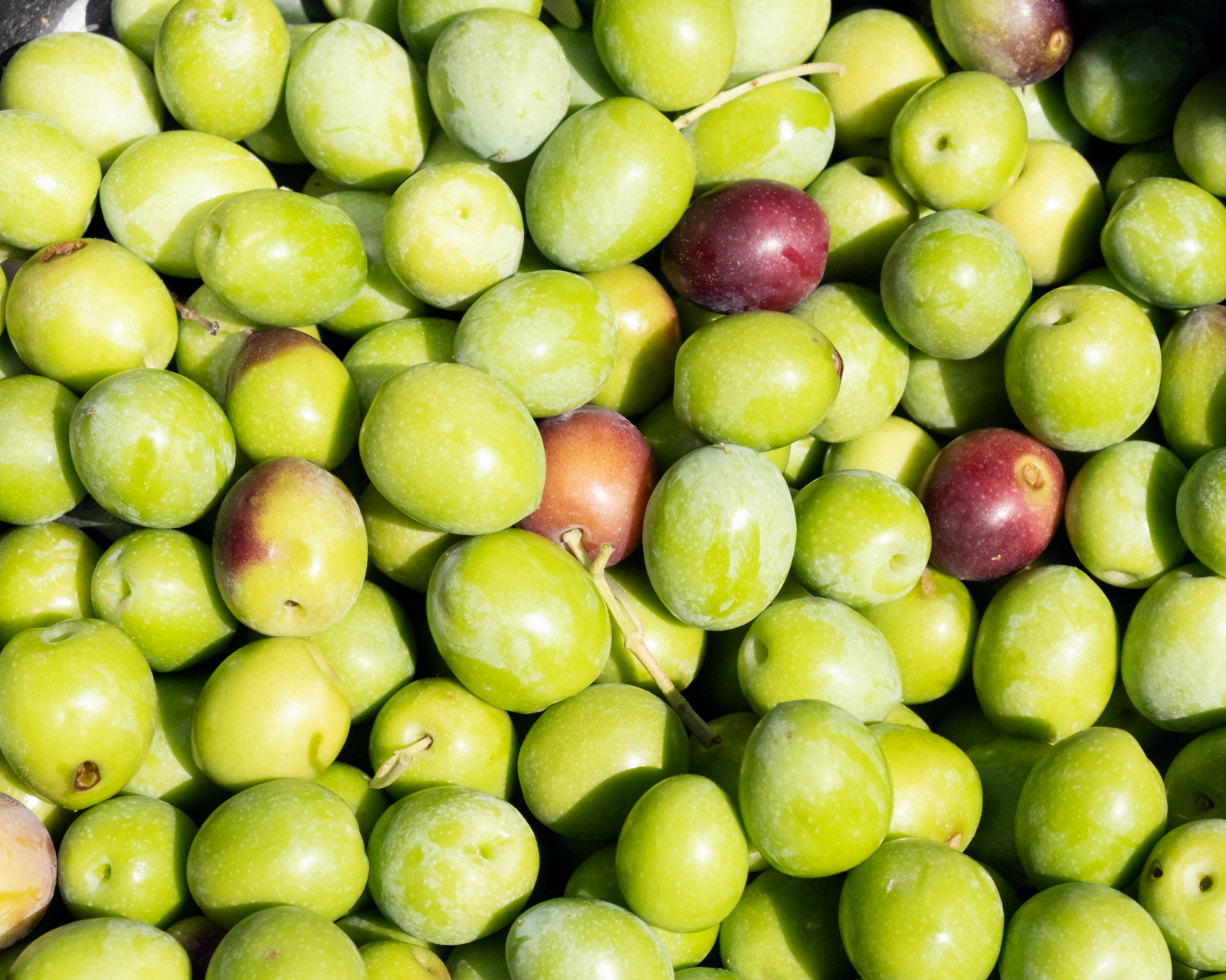 Azeites Verdes e Maduros