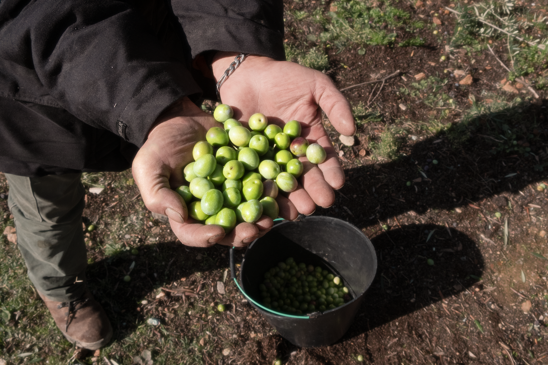 Da terra à mesa sem intermediários: o valor de comprar diretamente ao produtor