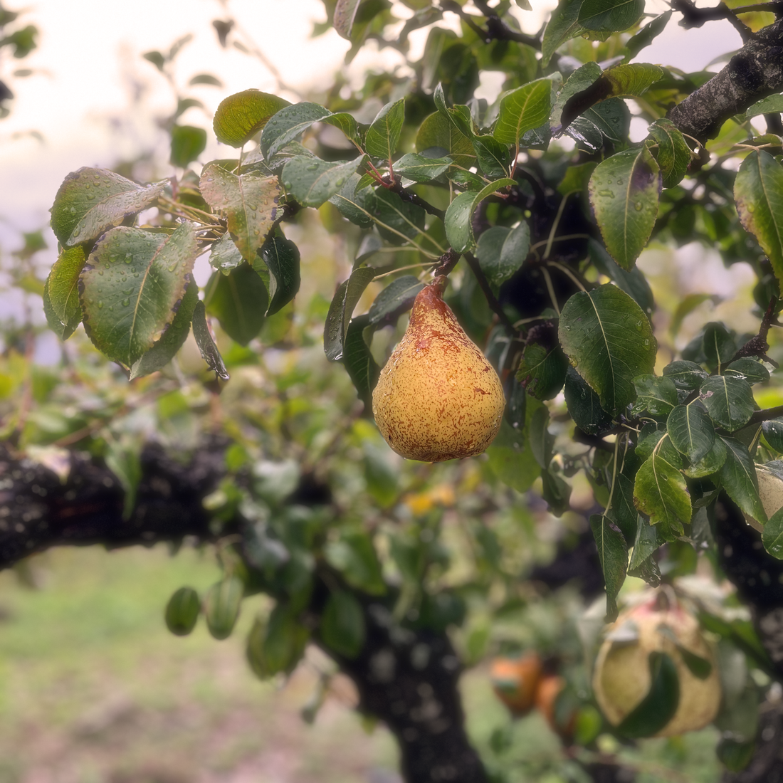 Sustentabilidade na Quinta Mourisca