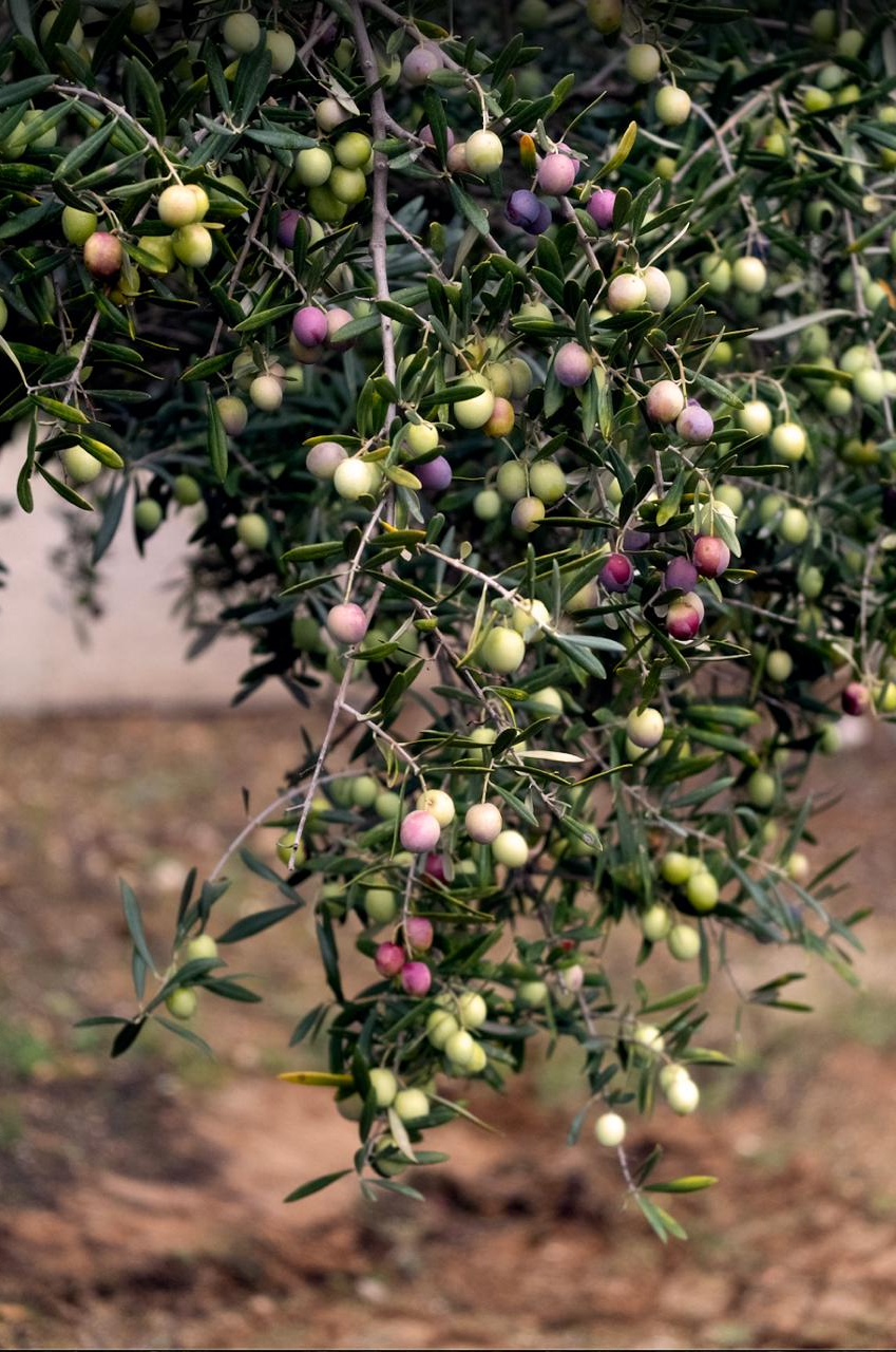 Azeite Verde: o que é, porque é diferente e como e quando consumir