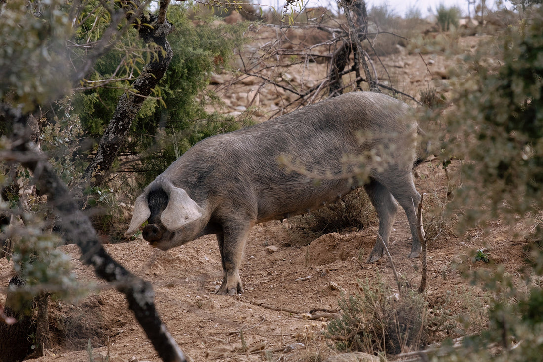 Porcos Bísaros na Quinta Mourisca: raça autóctone criada na propriedade, com 15 ha para andar livremente e alimentação simples (cereais, bolota e restos agrícolas)