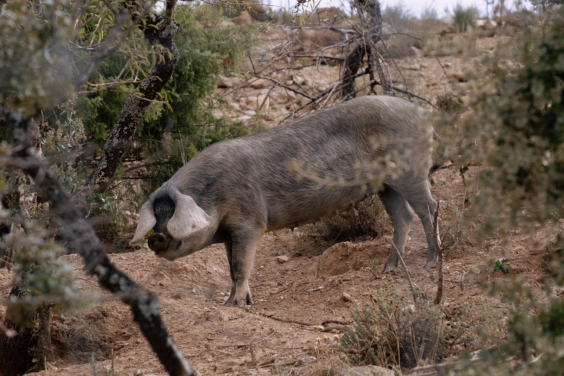 Porcos Bísaros na Quinta Mourisca: raça autóctone criada na propriedade, com 15 ha para andar livremente e alimentação simples (cereais, bolota e restos agrícolas)