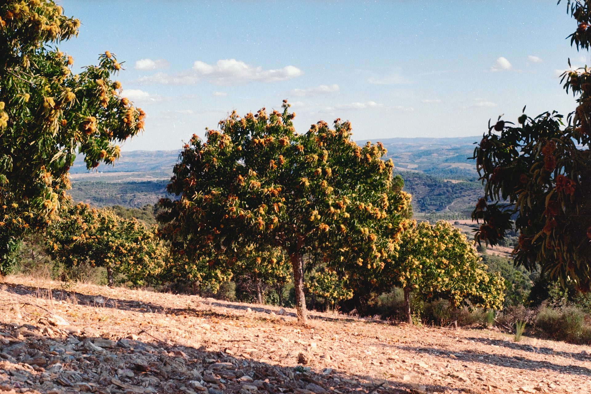 Chestnut Tree of Portugal