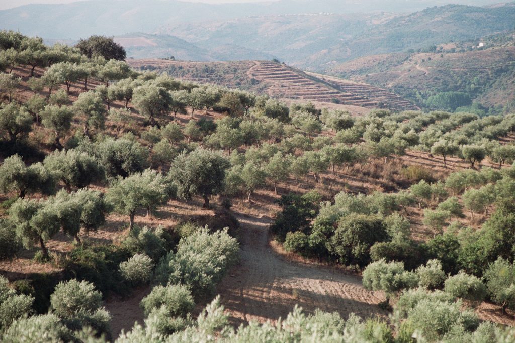 Azeites da Quinta 1 The olive groves of Quinta Mourisca | Alfândega da Fé, Trás-os-Montes, Portugal.