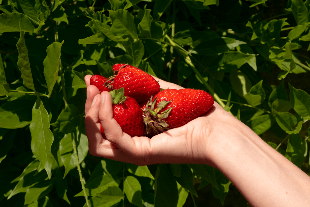 Sobre a Quinta 4 Strawberries in Hand SM